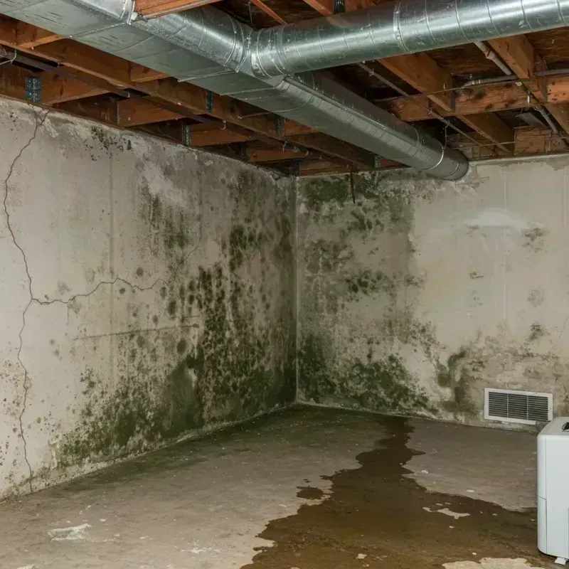 Professional Mold Removal in Kenosha, WI